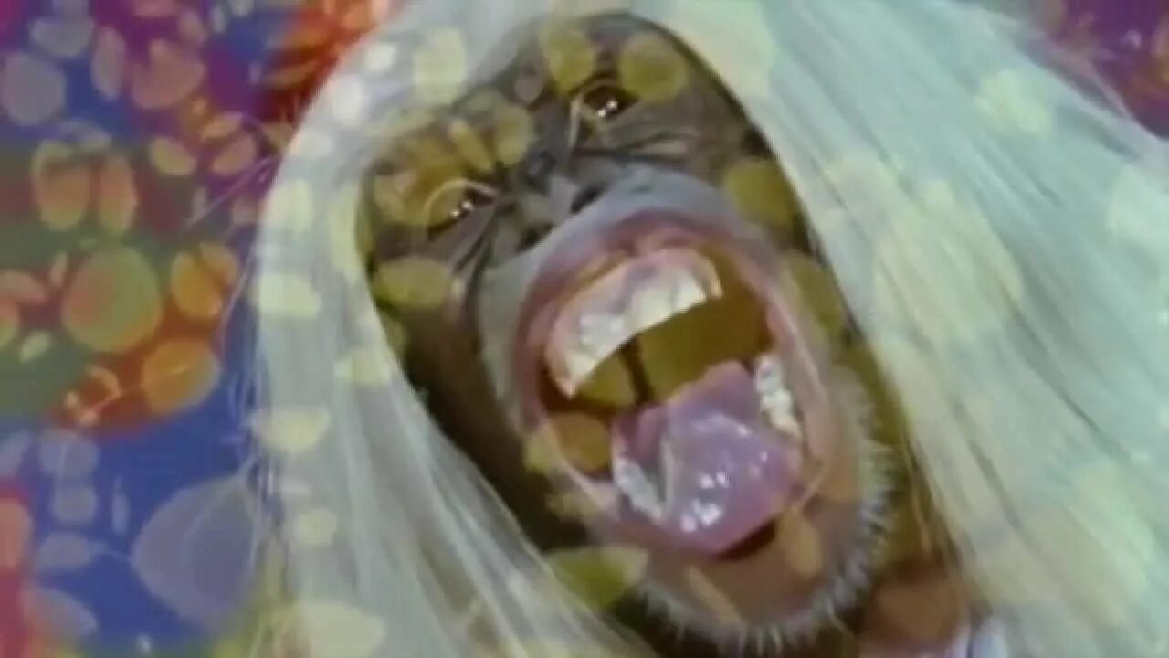 Stoned monkey. Stoned monkey