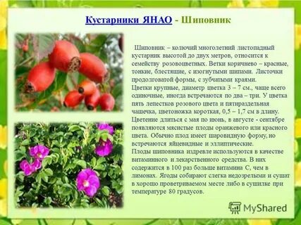 Систематическое положение шиповника дикого