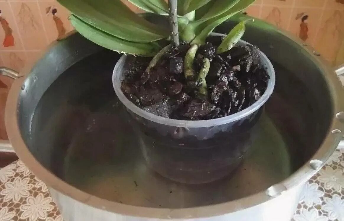 Орхидея фаленопсис полив. Полив орхидей методом погружения. Орхидея в горшке с водой. Полив орхидей в домашних.