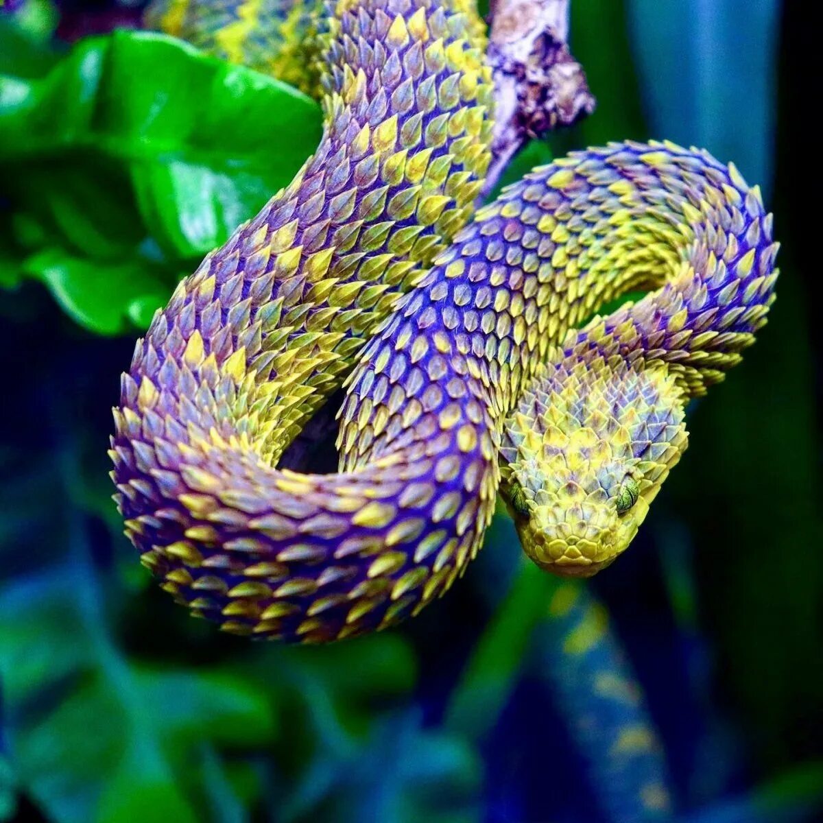 Красивая змейка. Кустарниковая гадюка (Atheris. Африканская кустарниковая гадюка. Белогубый полоз. Голубая куфия гадюка.