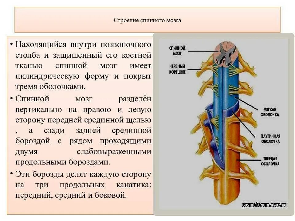 Биология 8 строение нервной системы спинной мозг. Наружное и внутреннее строение спинного мозга. Внутреннее строение спинного мозга состав. Строение спинного мозга внешнее строение. Строение нервной системы спинной мозг.