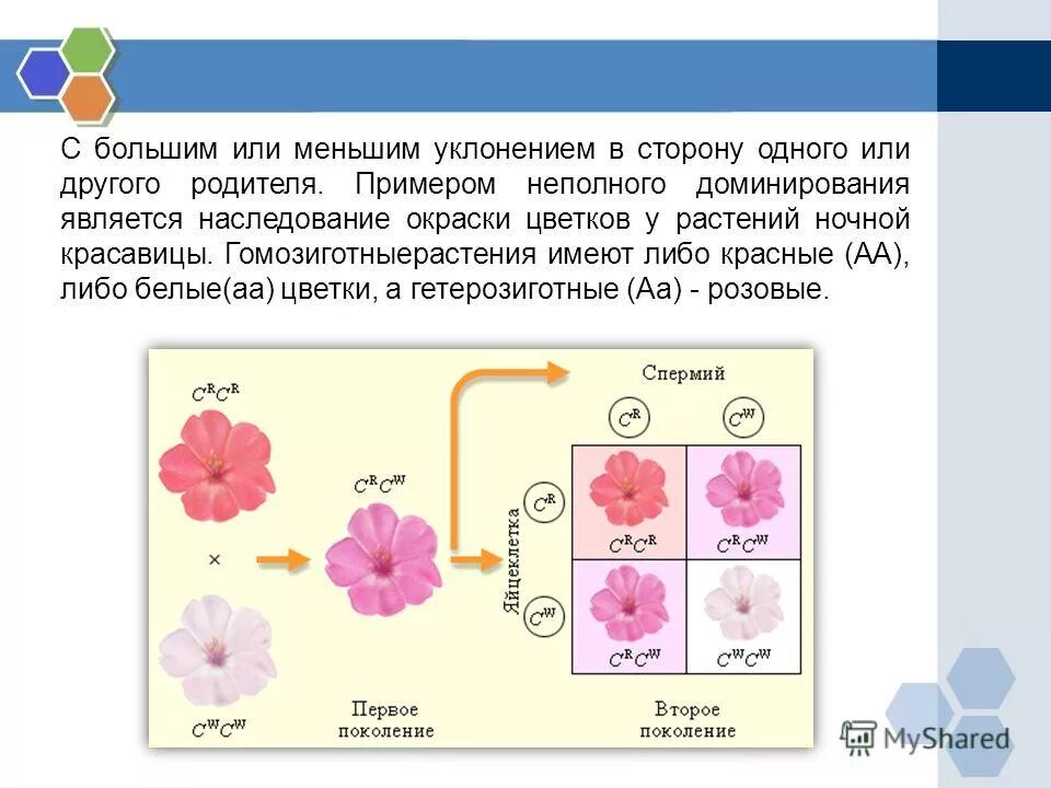 Генотип дочерних организмов. Наследование окраски цветков у ночной красавицы. Окраска цветков ночной красавицы. Кодоминирование цветок. Гетерозиготные растения ночной красавицы.