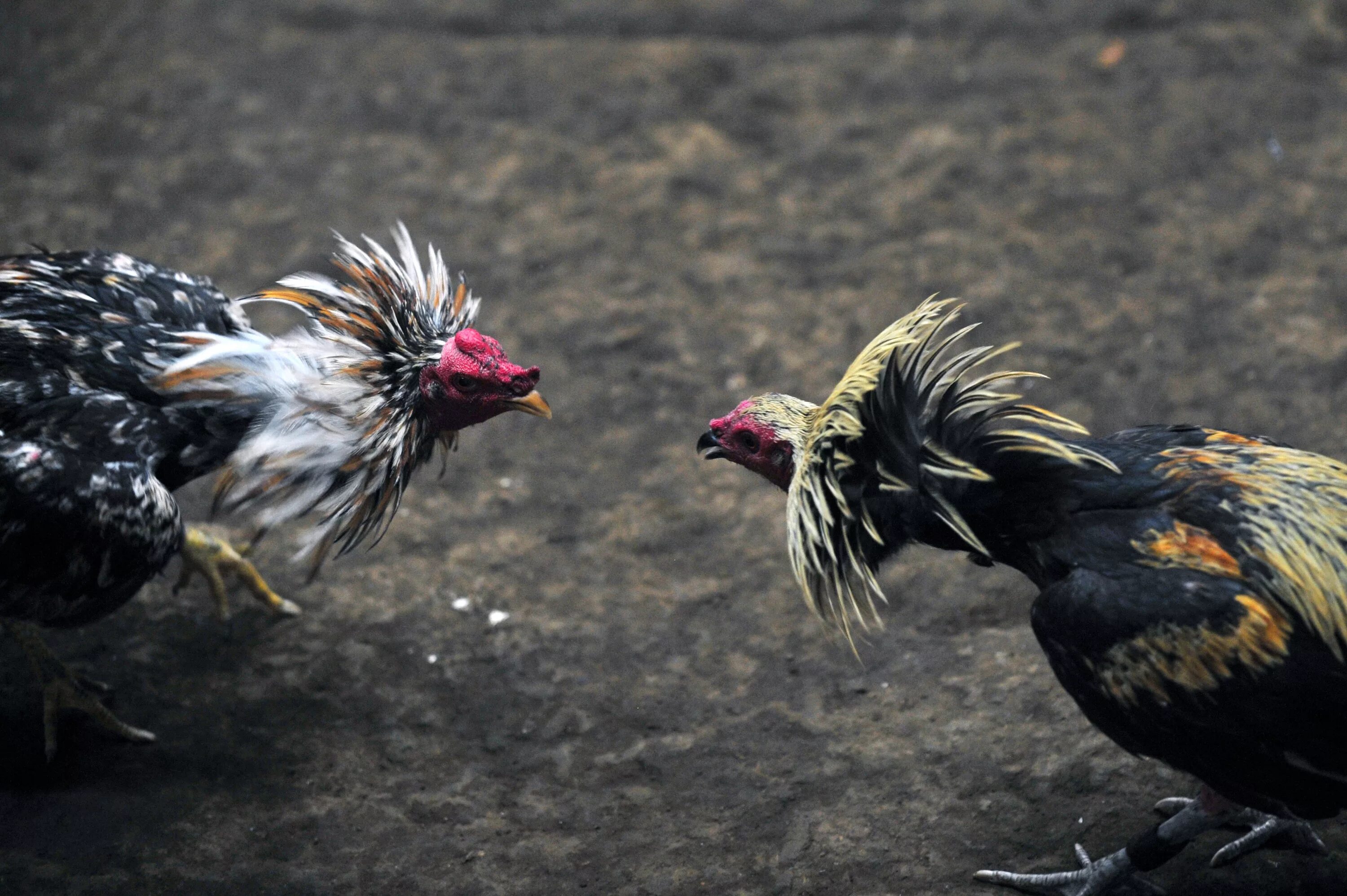 Cock fight