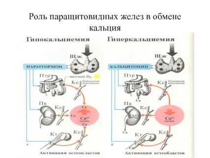 Кальциево фосфорный