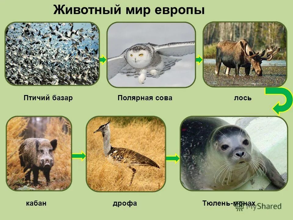 Северная евразия животный мир. Животные Евразии. Животные и растения Евразии. Евразия растительный мир и животный мир. Животный мир Европы.