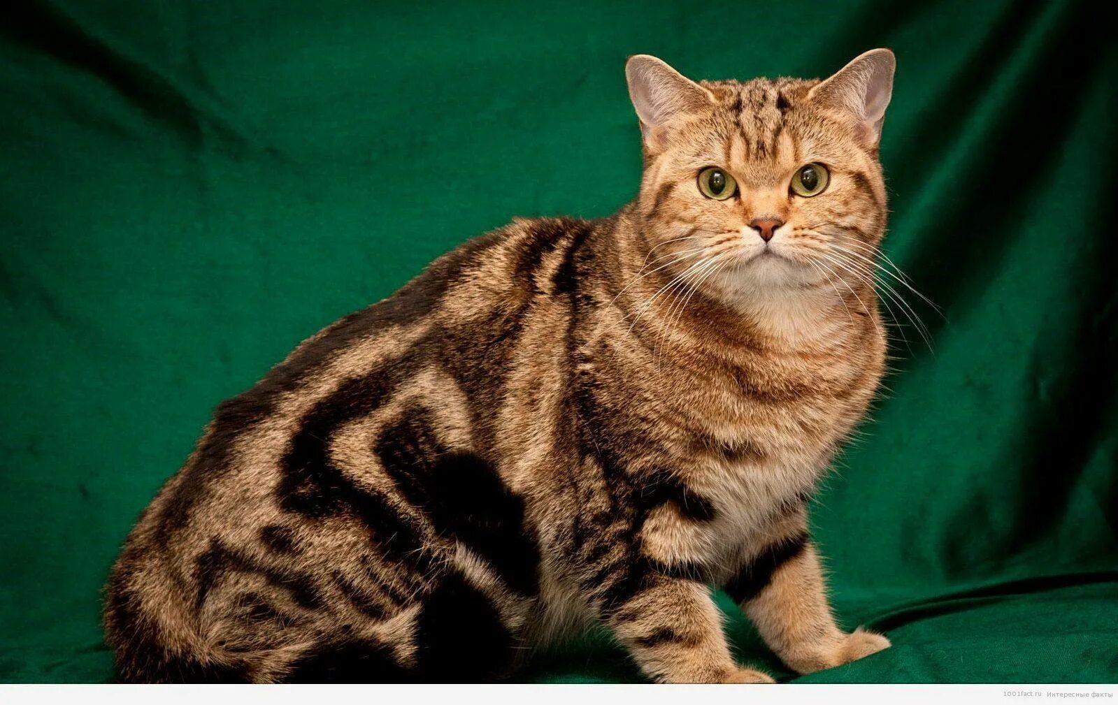 Породы кошек окрас табби. Мраморный Мэнкс табби. Табби макрель тигровый. Британская кошка табби. Мраморный табби британец.