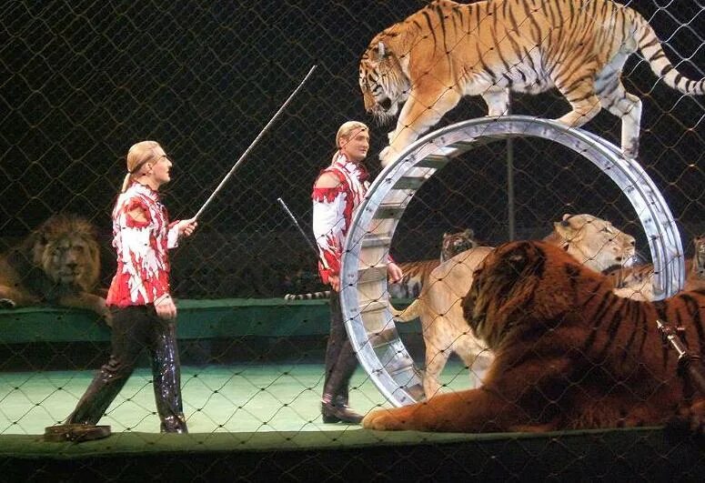 артур тигр. цирк империя львиц в екатеринбурге 2022. цирк королевские тигры суматры. цирк представление тигры. цирк в москве братьев запашных.
