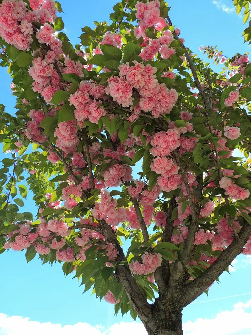 Дерево цветет розовым название. Prunus serrulata Kanzan. Южный кустарник цветет розовым. Деревья цветущие розовыми цветами. Дерево цветет розовым.