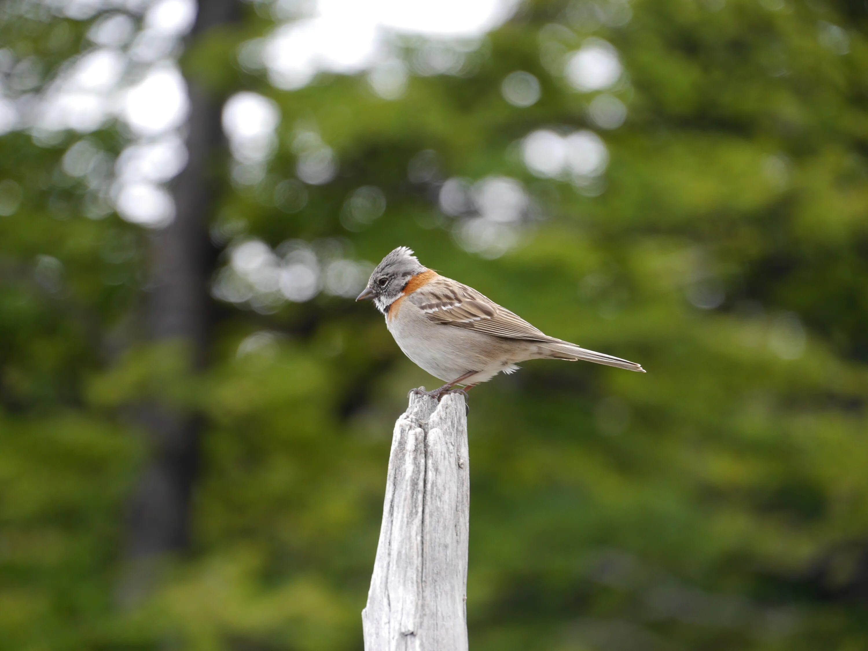 House Sparrow (Passer domesticus). Birds of Siberia.