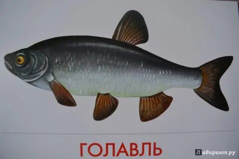 Пресноводная рыба 8 букв