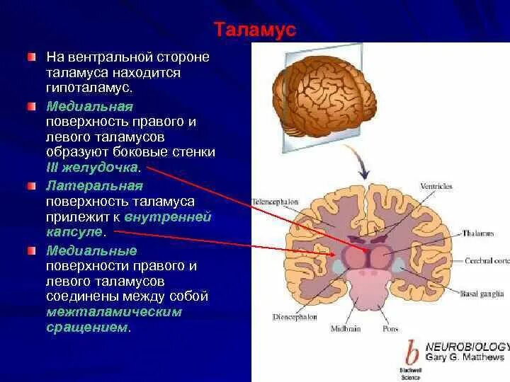 Какие функции выполняет таламус и гипоталамус. Таламус анатомия. зрительные бугры мозга анатомия. структуры промежуточного мозга схема. вентральный таламус функции.