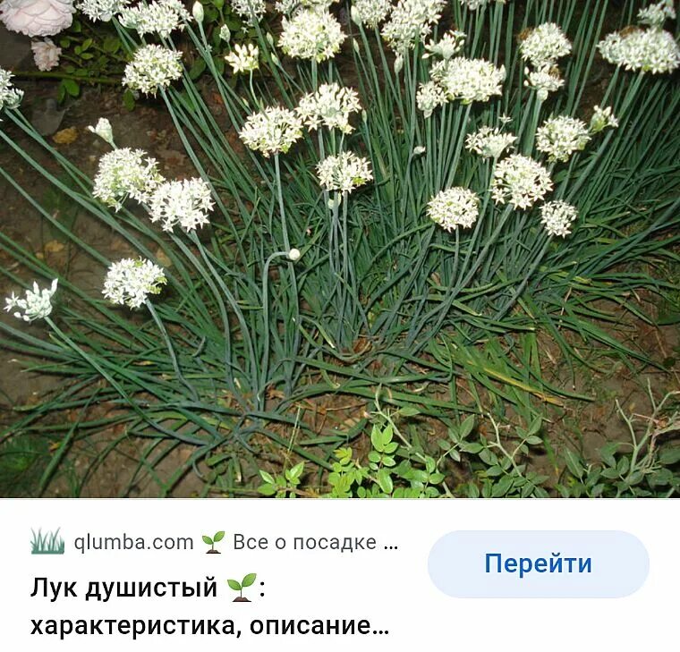 Дикий чеснок как называется по другому. Джусай. дикий лук джусай. джусай китайский лук. лук душистый джусай.