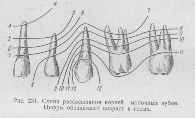 Корни молочных зубов рассасываются