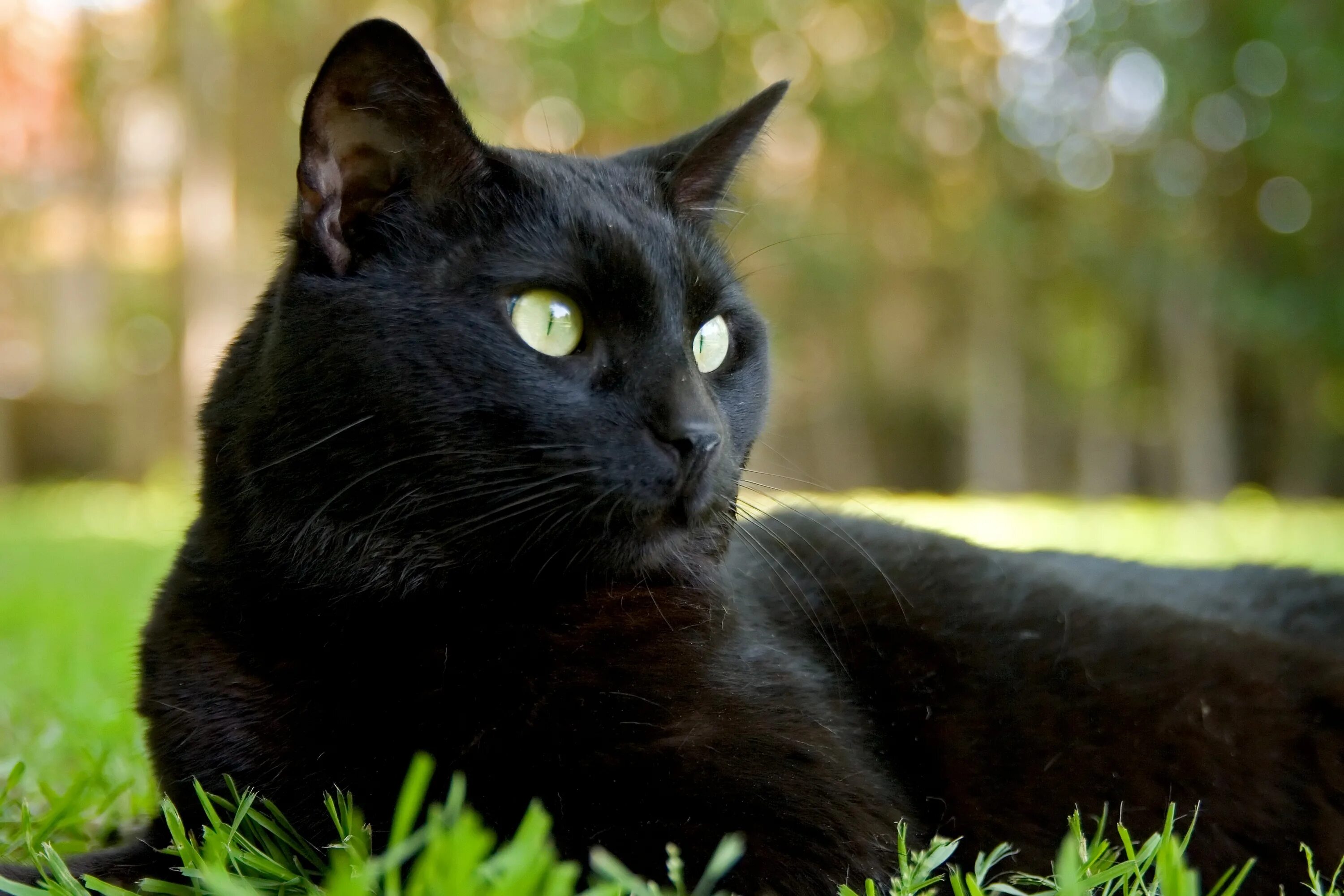 Картинки котов. Черная Бомбейская кошка с зелеными глазами. Красивый черный кот. Чёрный кот с зелёными глазами. Черный Кок.