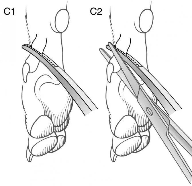 Прибылой палец у собак на передней лапе. Лапа собаки. Босерон прибылые пальцы. Удалить прибылые пальцы. Босерон порода лапы.