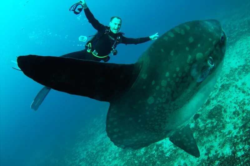 имя мола. жасмин имя. обыкновенная острохвостая луна-рыба. имя мола. валера имя.
