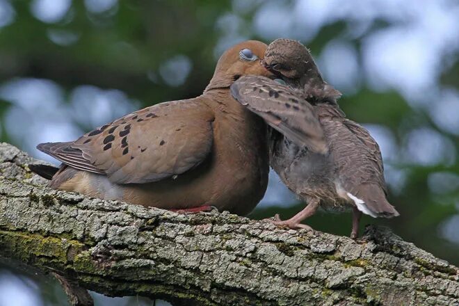кормить птенцов молоком. у птиц есть молоко. птица отрыгивает пищу птенцам. птичье молоко у птиц. голубиные птенцы.