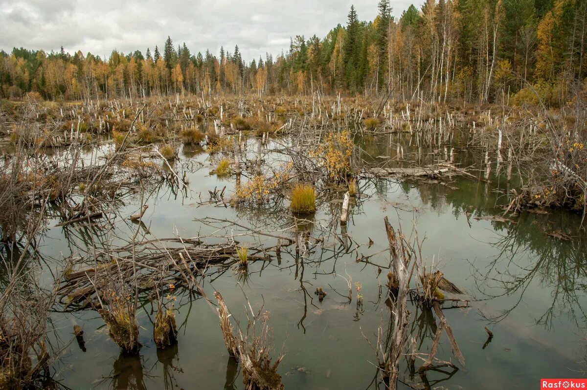 Лес гибнет. Себболото болото. Лесное болото трясина. Сибирские торфяные болота. Пинега лес болото мочажина.