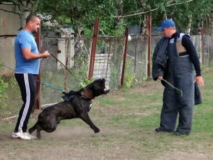 Дистанционная дрессировка зрелок