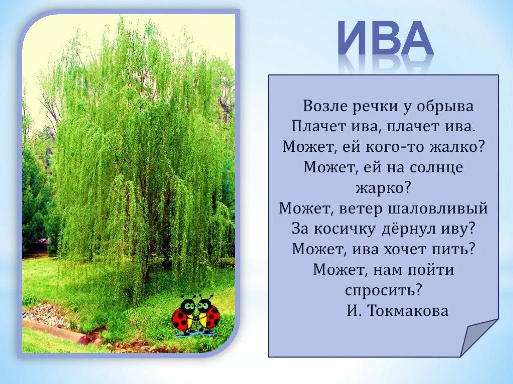 Стихотворение про иву. Ива дерево описание. Стихи про деревья. Сти для детей про деревья. Ива над заглохшей рекой 5 класс