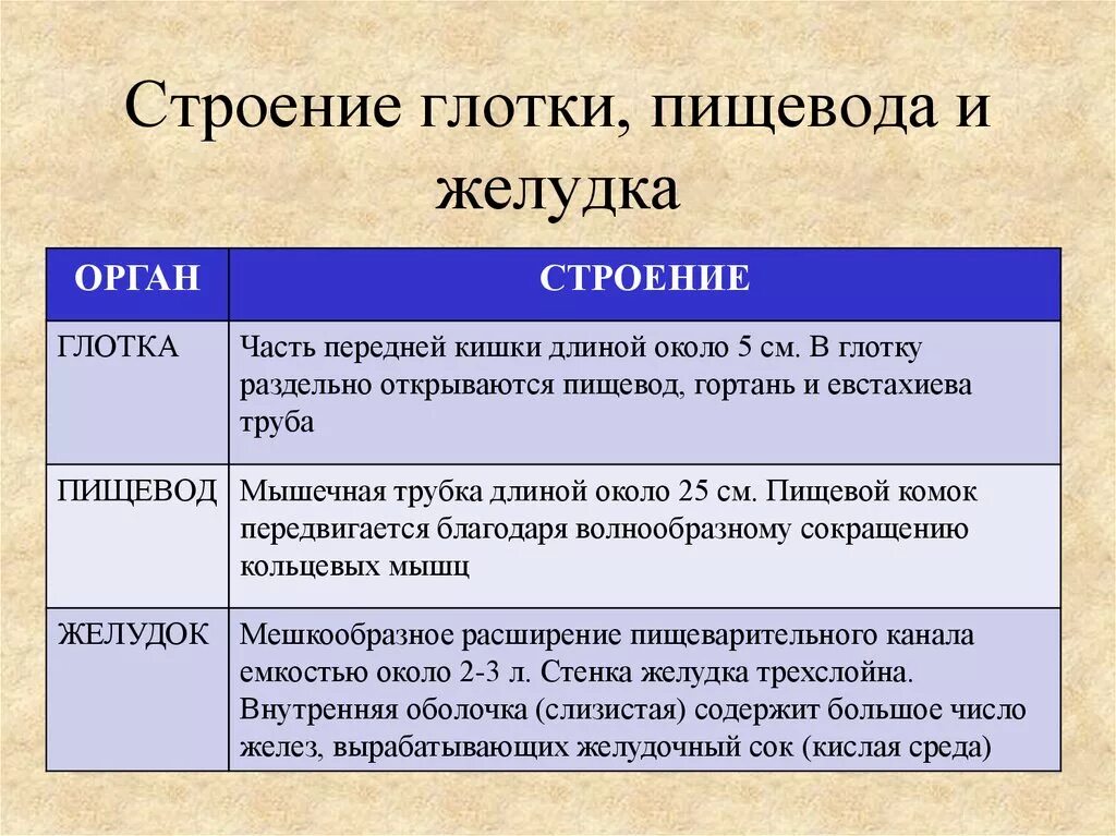 Какая функция глотки. Глотка особенности строения и функции. Глотка и пищевод особенности строения и функции. Строение и функции глотки. Особенности строения и функции глотки.