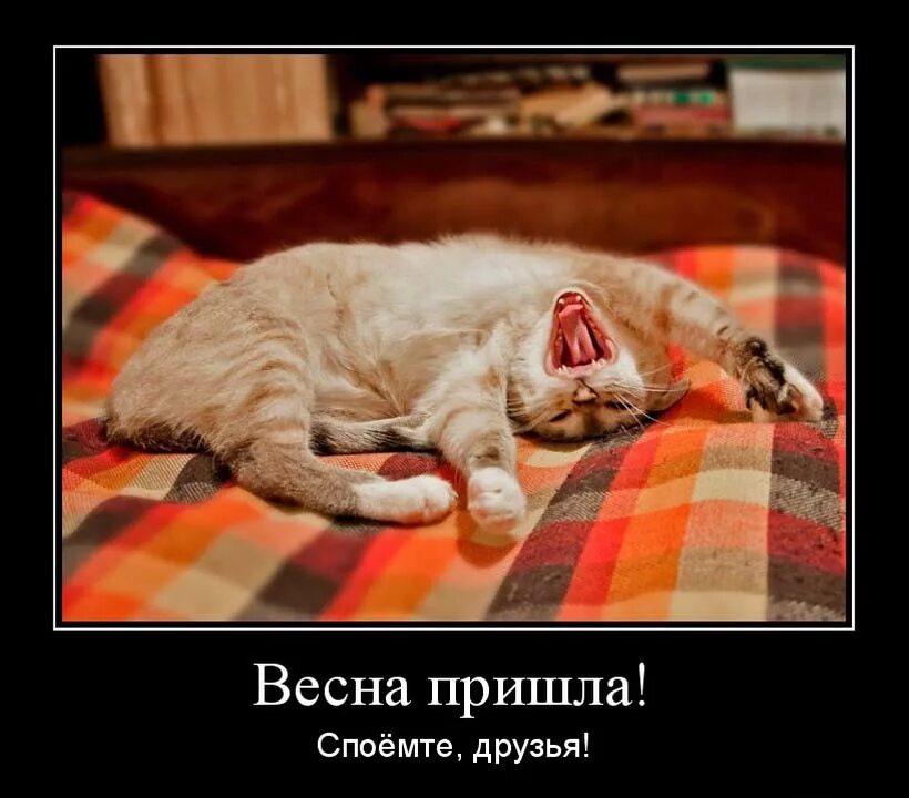 а не спеть. мама спой для гостей мем. пришла спеть. кот с надписью. пришла спеть.