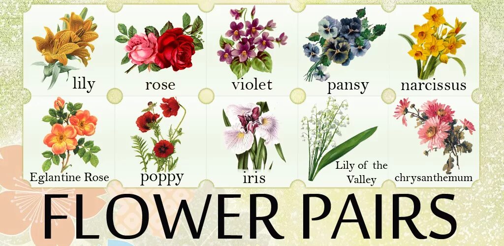 Цветы названия. Названия цветов на английском. Цветы названия на английском. Название цветы на английском языке с переводом.