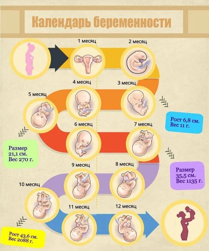 6 беременность 4 роды