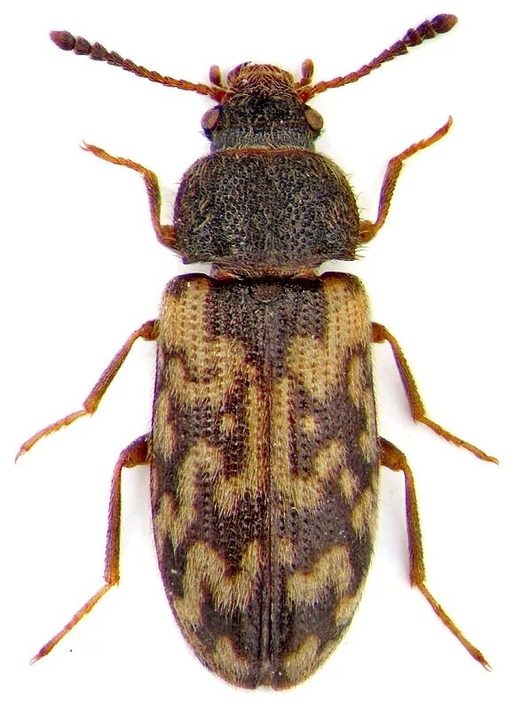 Грибоеды фото. Жук Грибоед. Mycetophagidae. Mycetophagus quadripustulatus. Четырехпятнистый Грибоед.