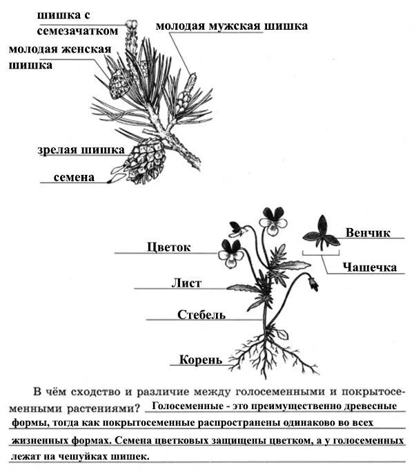 Строение растения 6 класс биология тест. Рассмотрите рисунок строение высших семенных растений. Строение высших семенных растений 5. Укороченный побег сосны схема. Строение стебля голосеменных таблица.