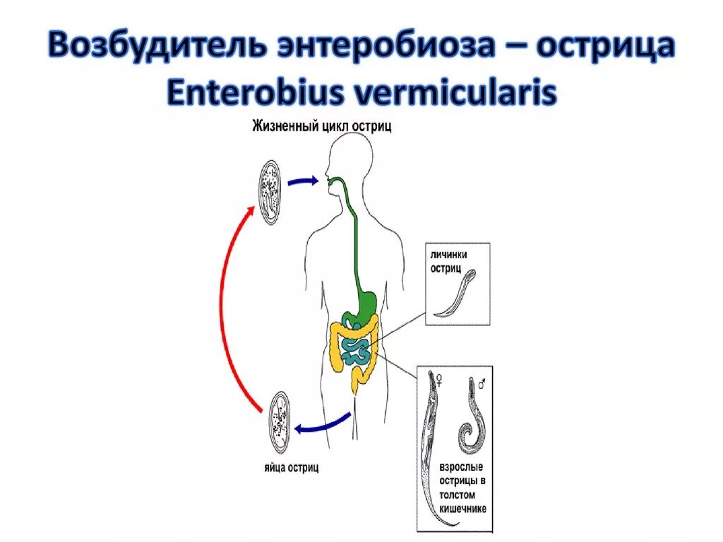 Жизненный цикл возбудителя. Цикл развития острицы. Цикл развития острицы схема. Жизненный цикл острицы схема. Enterobius vermicularis жизненный цикл.