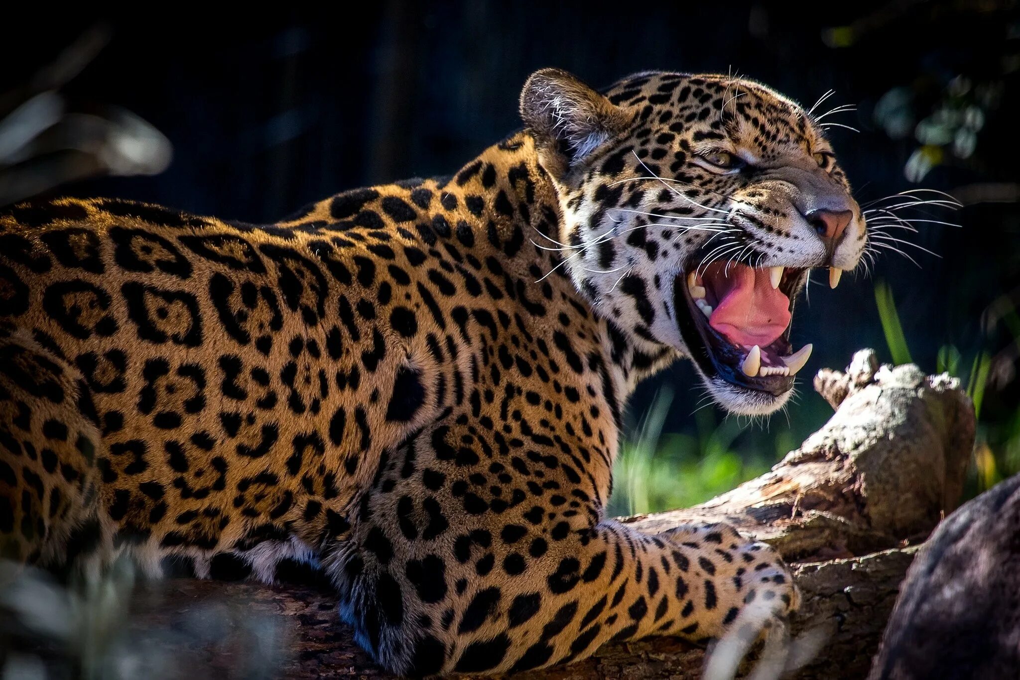 Оскаленный леопард. Леопард оскал. Хищный Ягуар. Ягуар животное.