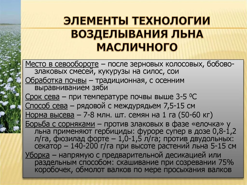 Стадии развития льна масличного. Фазы развития льна масличного. Технология возделывания льна-долгунца. Технология возделывания масличных культур.