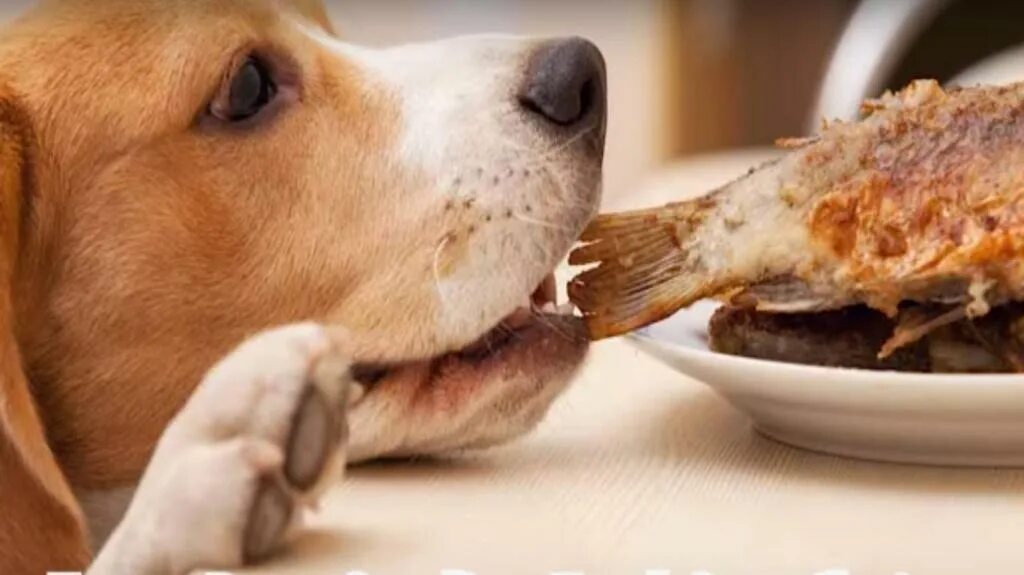 Сон съесть собаку. Собака ест рыбу. Собака ест рыбку. Кушает рыбу щенок.
