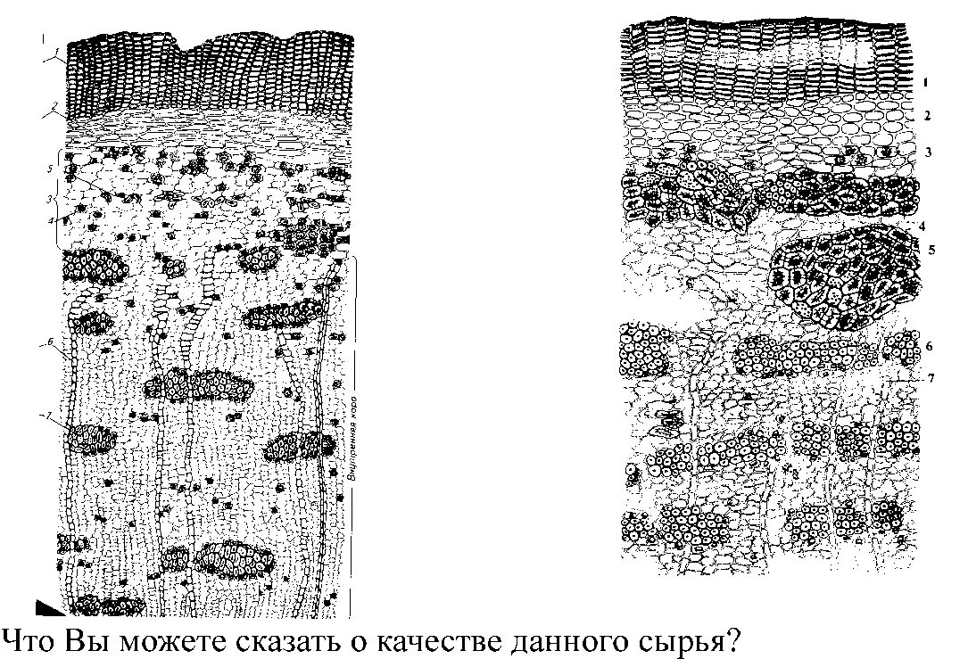 Микроскопический анализ лекарственного растительного