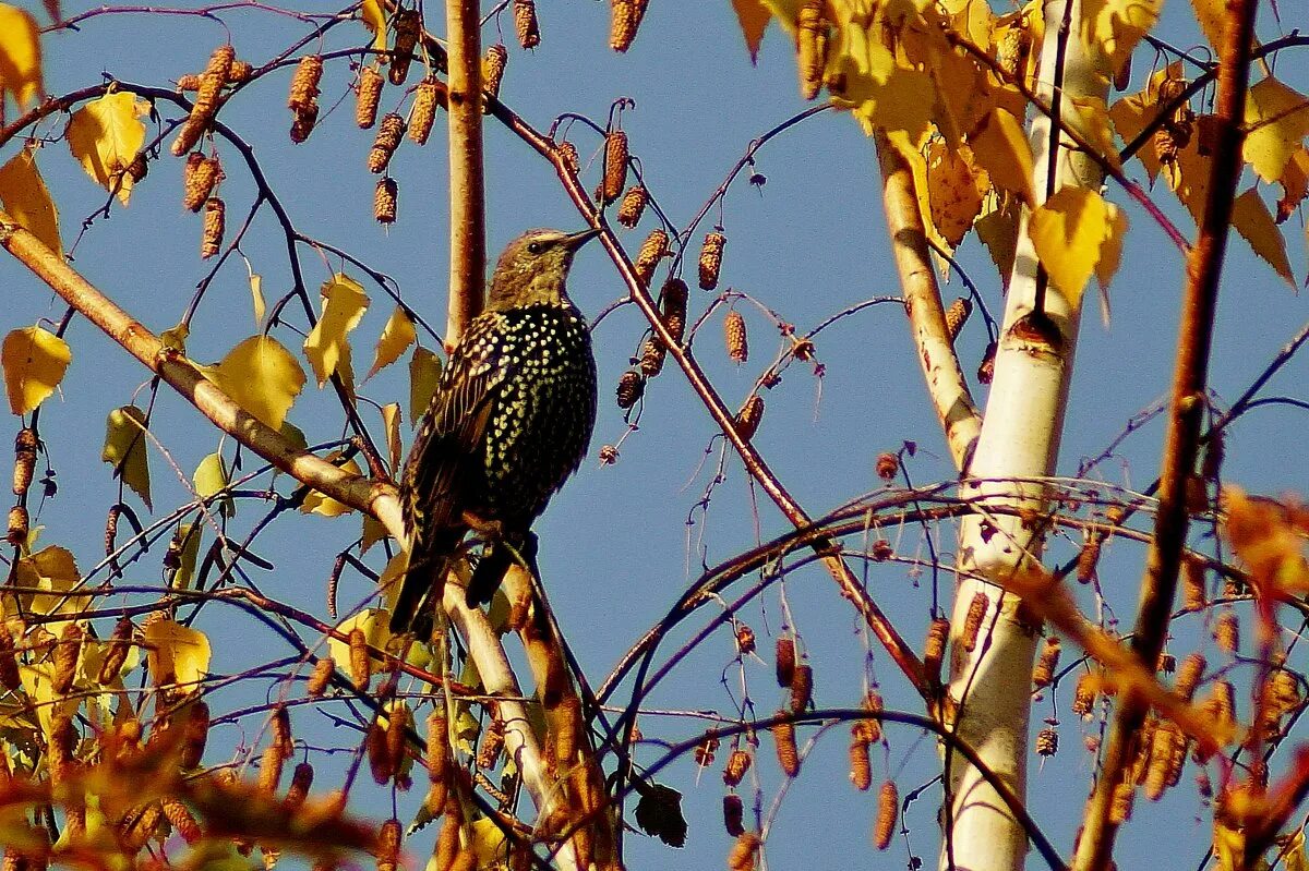рябинный скворец. рябинный скворец. скворец осенью. скворец осень. осенние птицы.