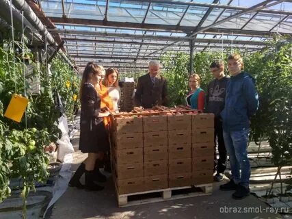 Тепличный комбинат смоленск телефон