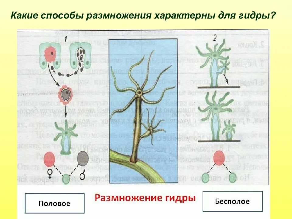 Схема бесполого размножения гидры. Бесполое размножение гидры пресноводной. Половое размножение пресноводной гидры. Бесполое размножение гидры рисунок.