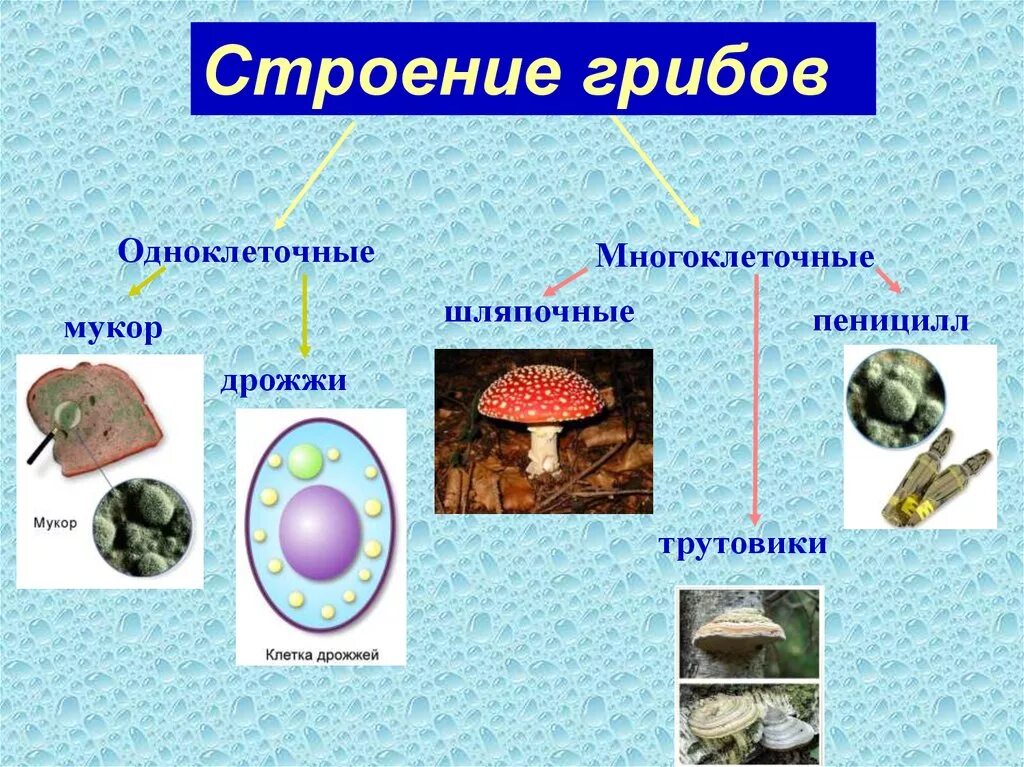 Среди грибов встречаются как одноклеточные. Дрожжи одноклеточный или многоклеточный гриб. Одноклеточные и многоклеточные царство грибы. Грибы это одноклеточные или многоклеточные организмы. Классификация грибов одноклеточные и многоклеточные.