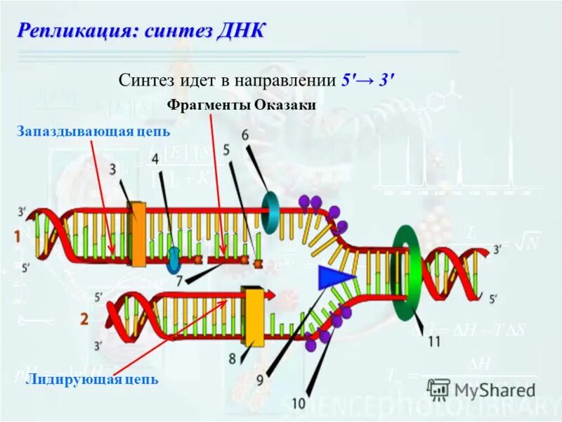 Фермент вилка. Репликация Оказаки. Оказаки репликация ДНК. Репликация ДНК ферменты Оказаки. Фермент сшивающий ФРАГМЕНТЫ Оказаки.