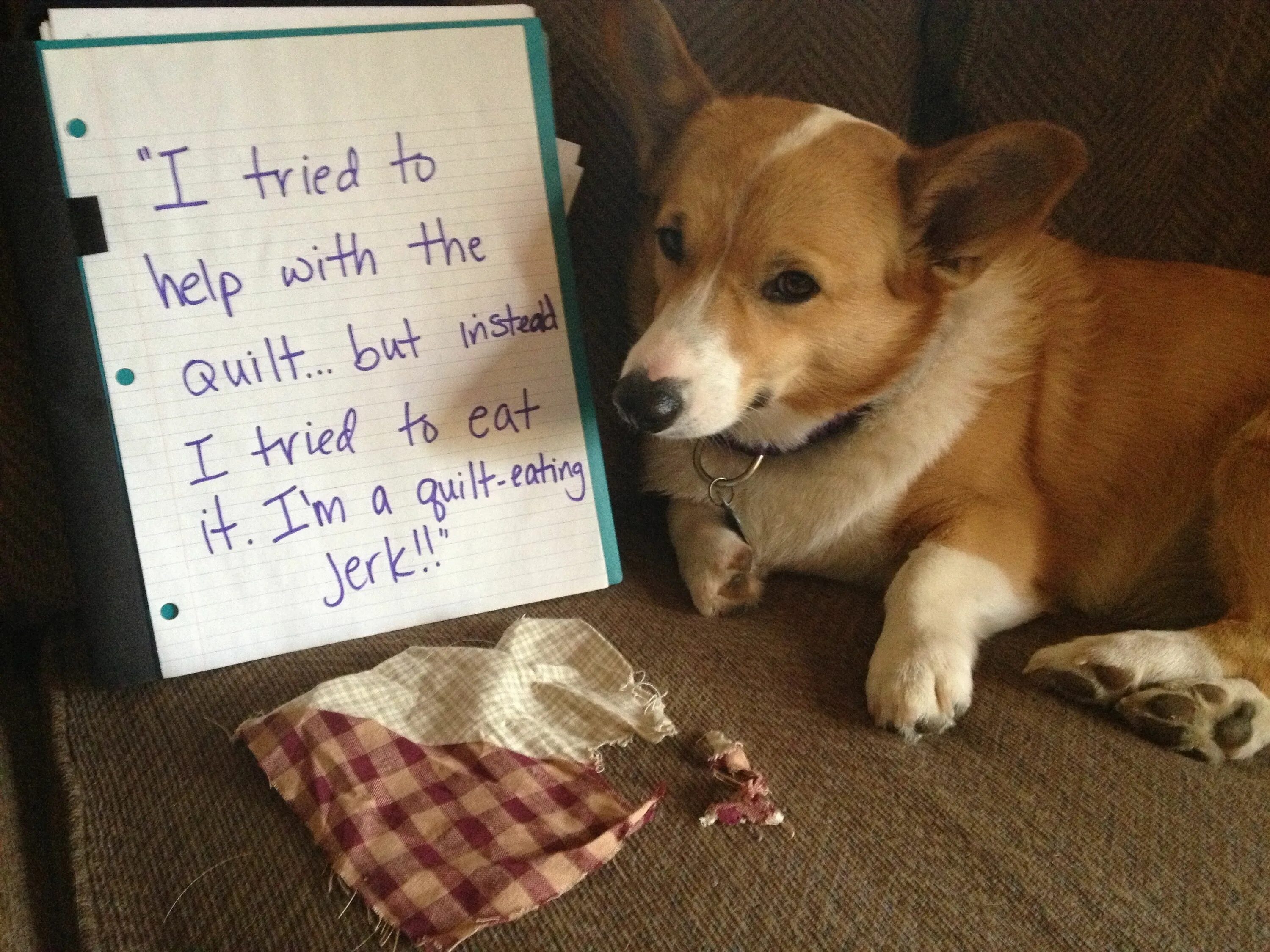 Write the dog