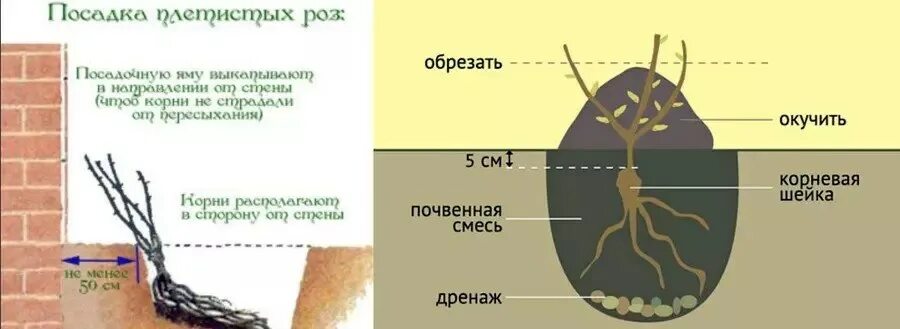 Надо ли углублять. Правильная посадка плетистой розы. Корневая шейка заглублена саженцы. Корневая система у плетущейся розы.