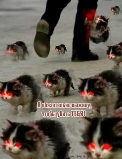Кот я обязательно выживу