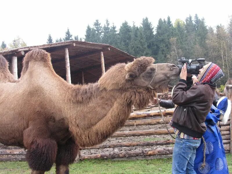 абрамцево этнопарк кочевник. животные хотьково. животные хотьково. этнопарк кочевник животные. парк кочевник хотьково.