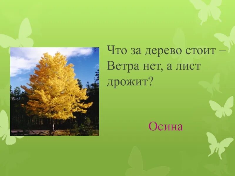 Лист дрожат на ветру. Осина дрожащая. Что за дерево стоит ветра нет а лист. Дрожащий лист. Трясется осиновый лист.