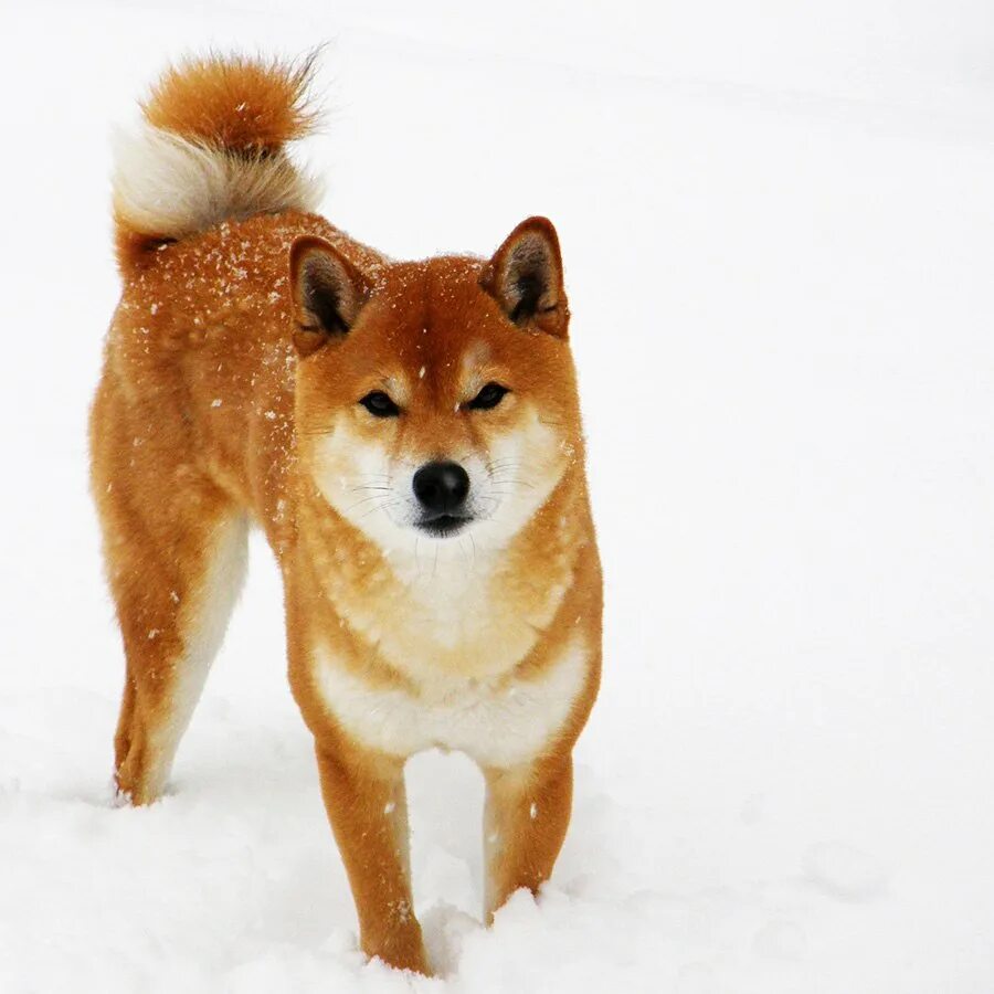 Рыжие собаки похожие на лис. Лайка сиба ину. Сиба ину и Карело-финская лайка. Помски ину. Сиба ину короткошерстные.
