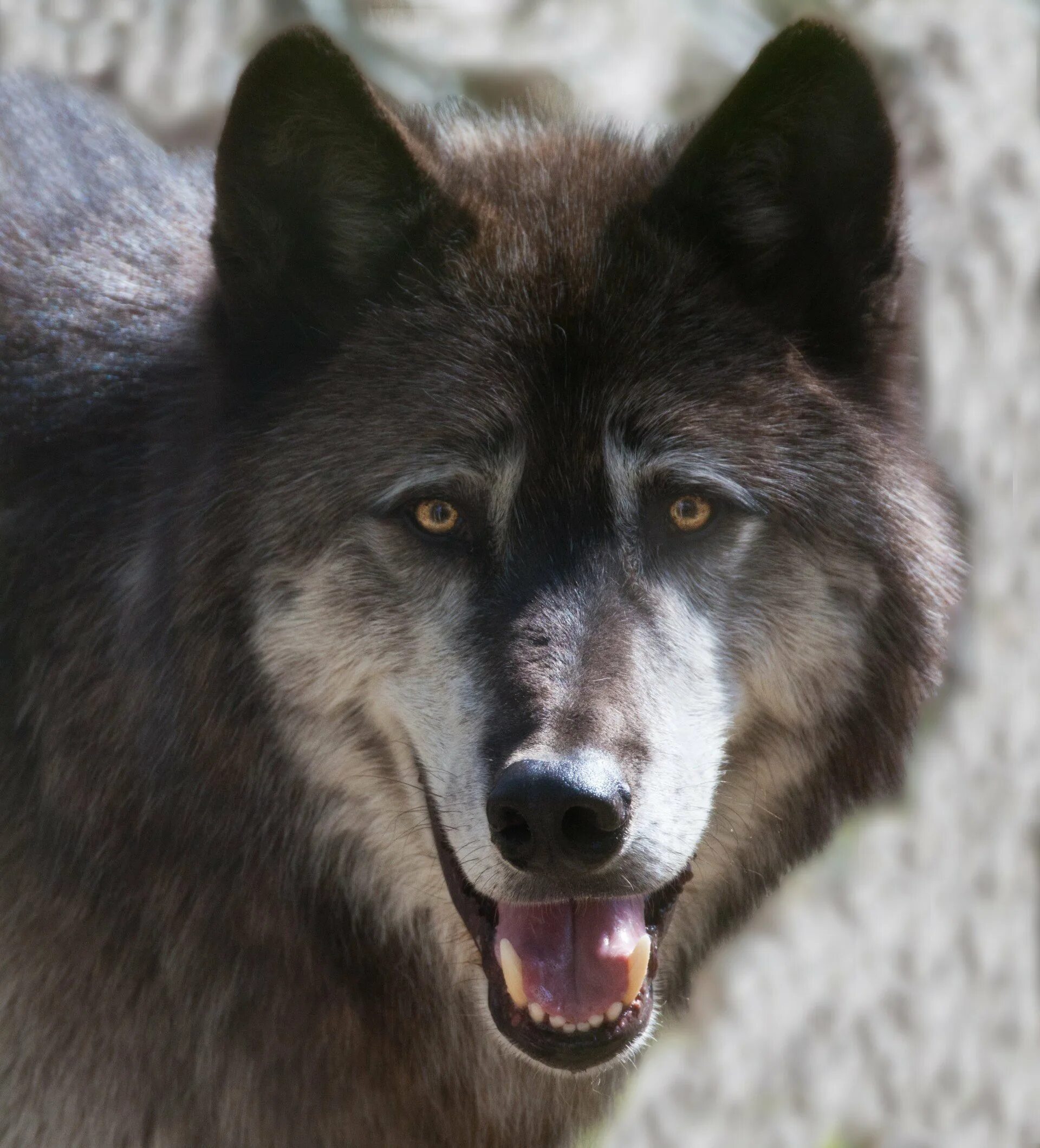 Волчья морда. Альфа волк. Wolf alfa. Wolf alfa. Уши волка.
