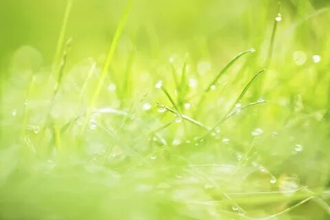 I am grass