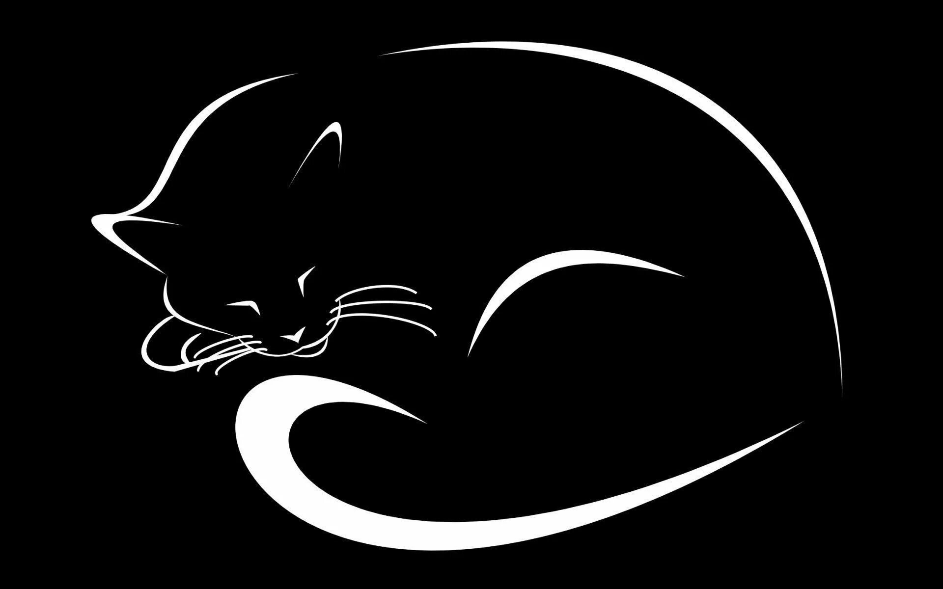 Контуры на черном фоне. Силуэт кошки. Векторная Графика кошки. Черный кот рисунок. Черная кошка на черном фоне.