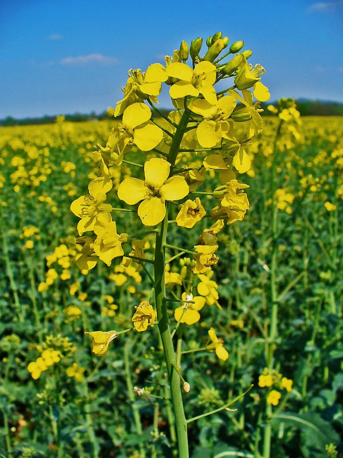 Капуста травянистое растение. Рапс – Brassica napus.. Сурепка и рапс. Рыжик посевной семейство крестоцветные. Рапс (Brassica napus var. Oleifera).